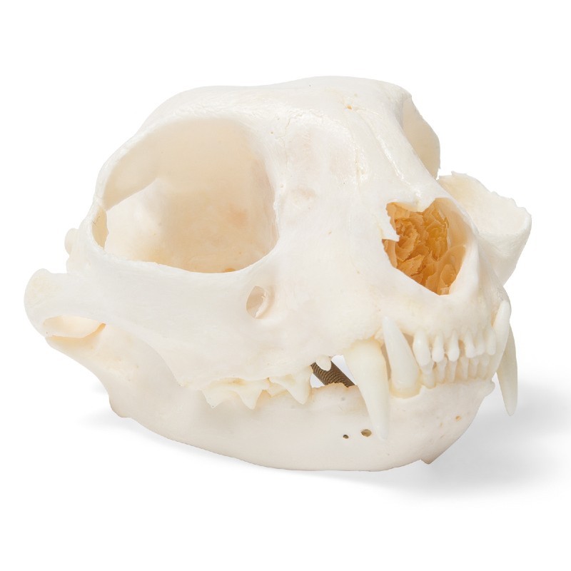 3B Scientific Real Cat Skull (Felis Catus)